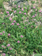 Red Clover (Trifolium pratense)
